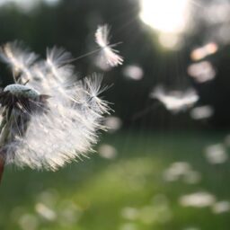 Dandelion blowing in the wind