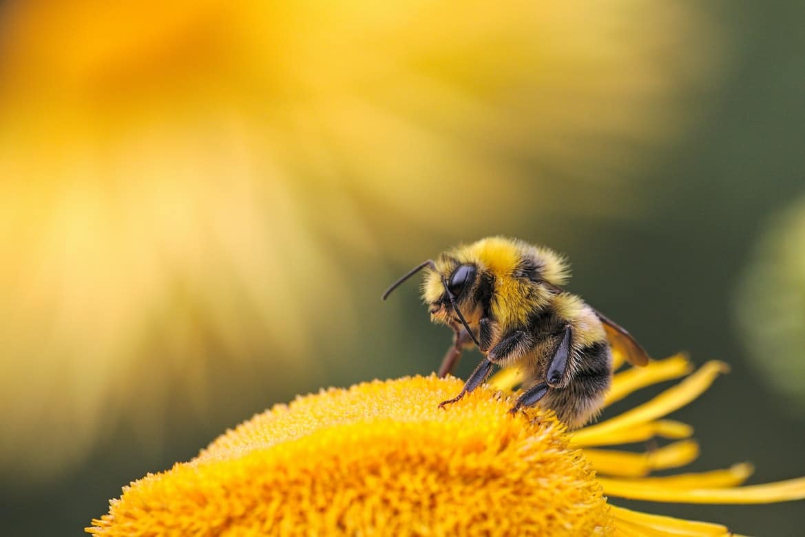 A bee on a dandelion.