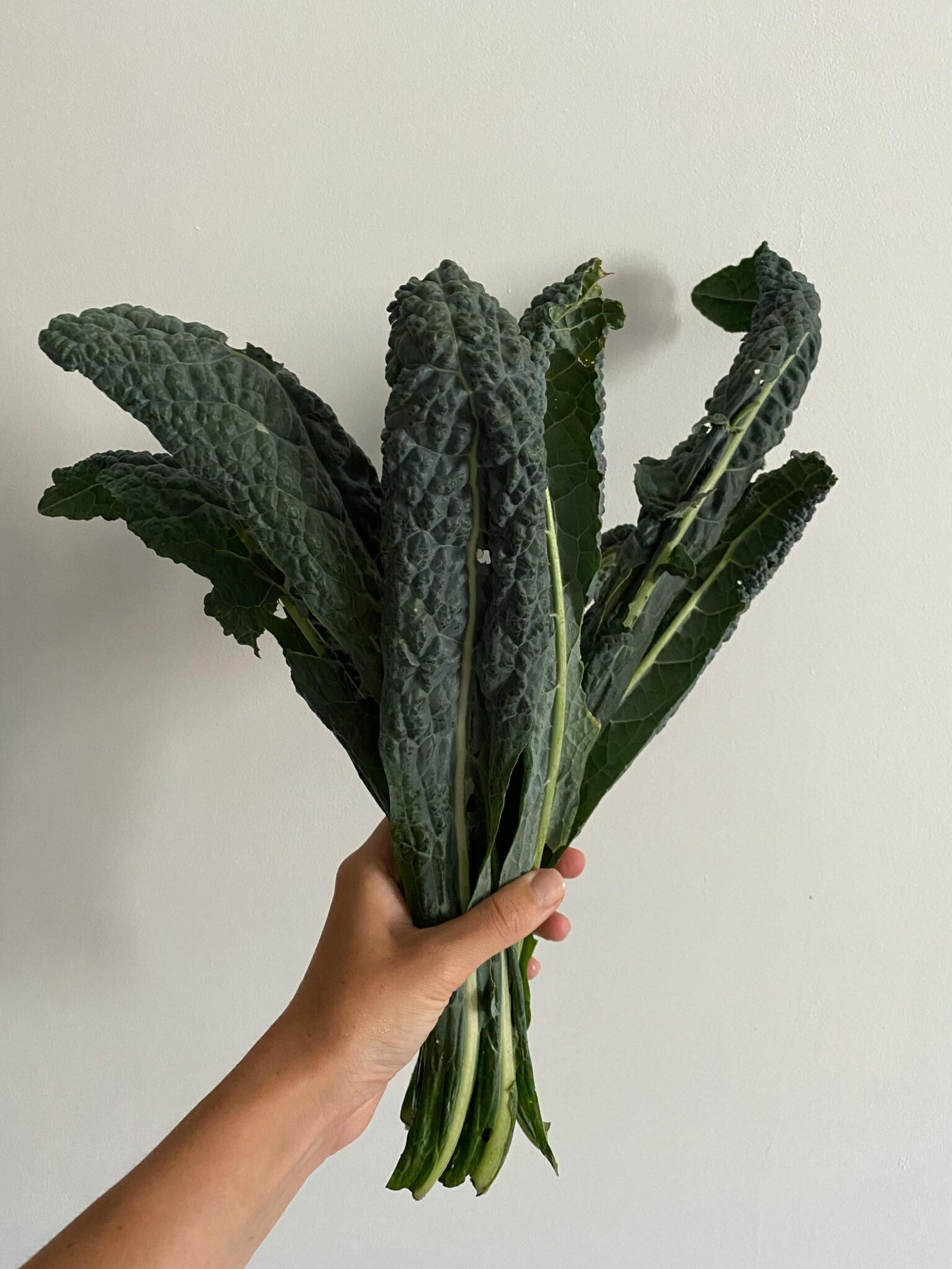 A bundle of iron-rich leafy green chard